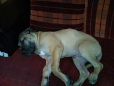 EL PACO DE ROYAL PRESA