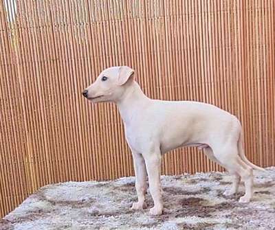 Snow de Talonkan