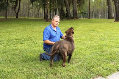 BRAVO KENNEL'S GINGER