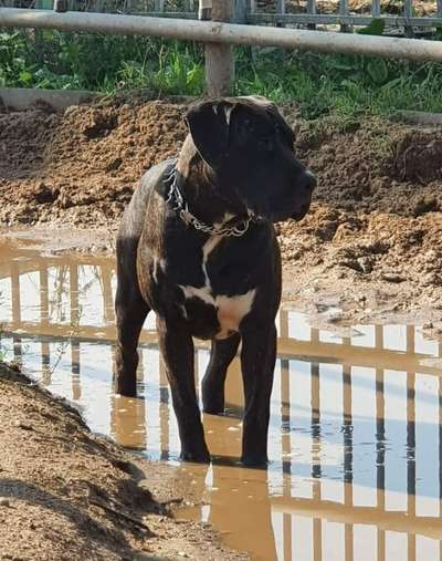 PRISILYA LIG KENNEL