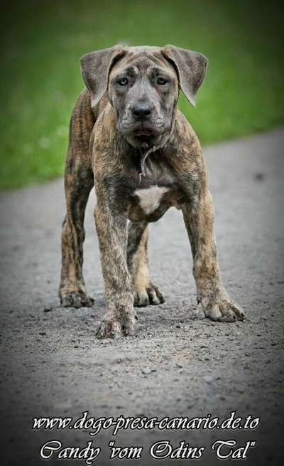 CANDY VOM ODINS TAL (MOLLY)