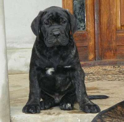 AMATO DE SPARTAN D KENNEL