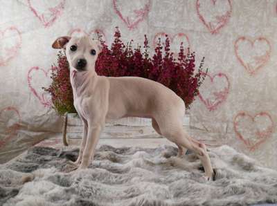 Dark Legend's Lillifee