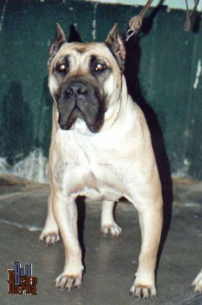 IRAIRA DE BARNACAN BULL