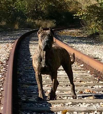 GAULT’S LUNA