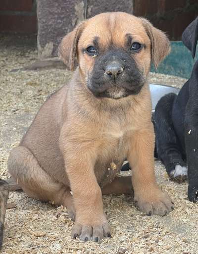 WACHMANN DE KING ZULU