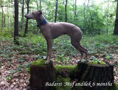 Badarsi Muj Andilek