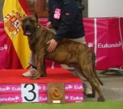 TORO DE CASA PANCHO