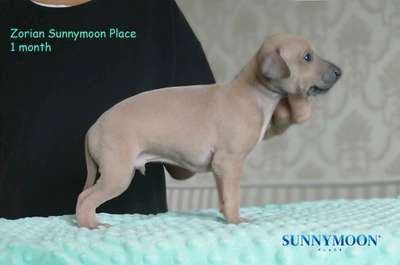 Zorian Sunnymoon Place