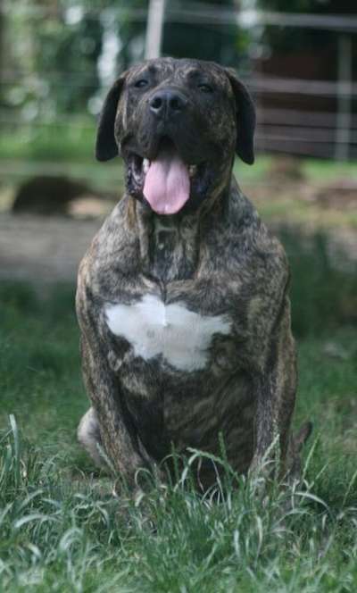 FARWEST DE ROYAL PRESA
