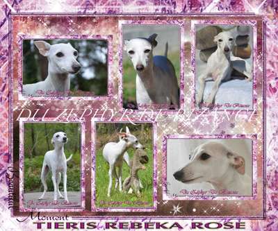 Tieris Rebeka Rose