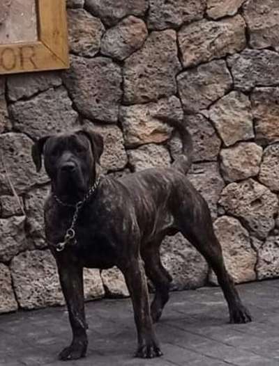 ZEUS DE SAMCOR