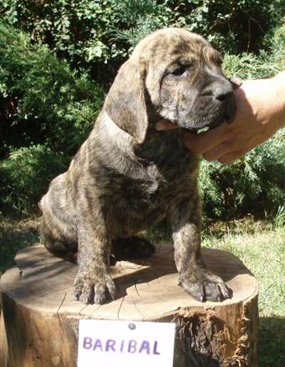 BARIBAL ALFA FAMILY DOG