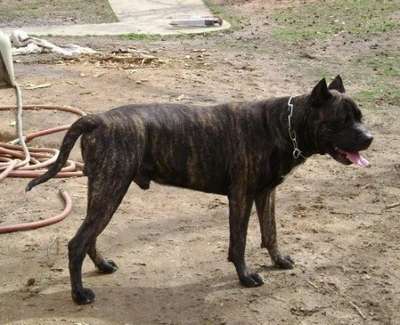 SHOW STOPPER TYSUN (TYSON, IRON MIKE)