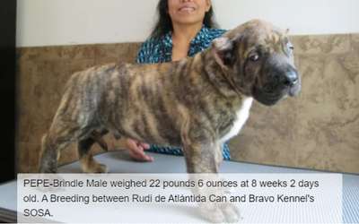 BRAVO KENNEL’S PEPE