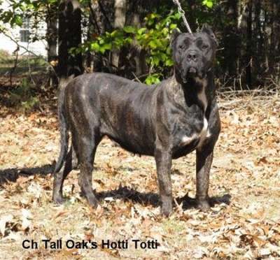 HOTTI TOTTI OF TALL OAKS
