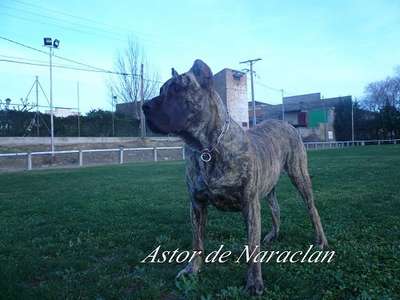 ASTOR DE NARACLAN