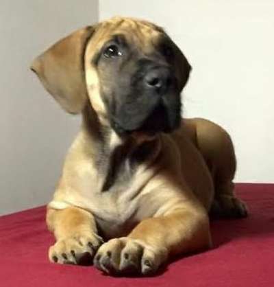 CAZADOR DE BARNACAN BULL