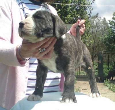 RONALDO FROM GDF