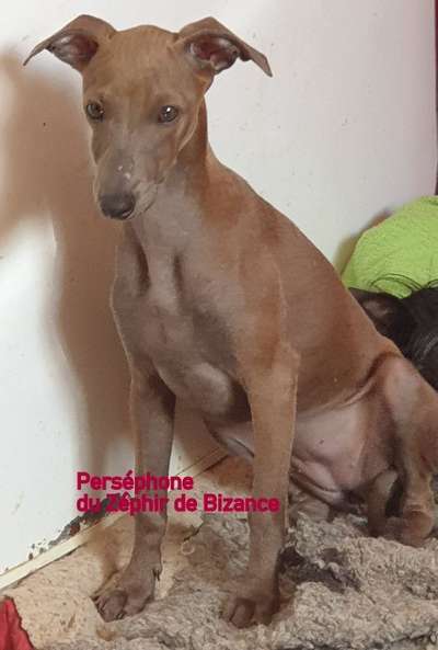 Persephone Du Zéphyr De Bizance