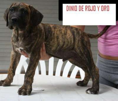 DINIO DE ROJO Y ORO