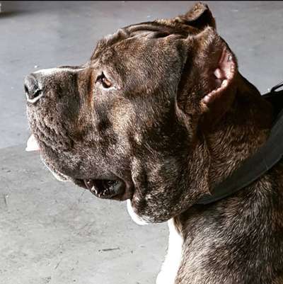 TYSON DE KING ZULU