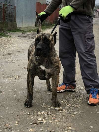 KAPPA BULLSARA DEL PEMBA