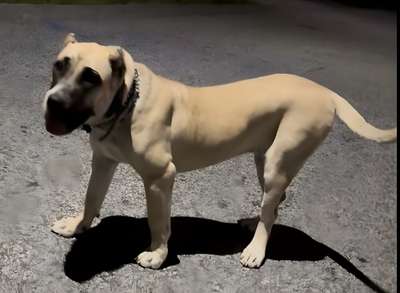 MELODY DE STEARNS KENNEL