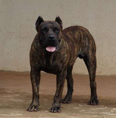 IGOR DE BARNACAN BULL