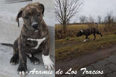ARAMIS DE LOS TRACIOS