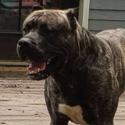 ACHILLES