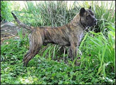 OAKLEAF'S NIKO DE IRON PRESS KENNEL