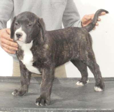 KAMIKADZEE DI DRAGO CANARIO