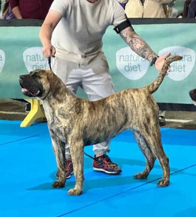 KENDA CANARIKENNEL