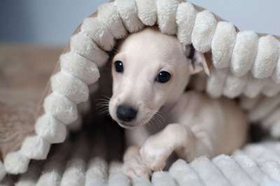 Tieris Perfetta Bellezza