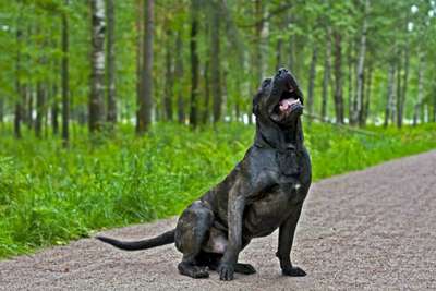 CONCORD PERRO PRESA GRAND
