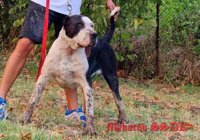 MAKAROV SEVEN SHARKY DINASTY KENNEL