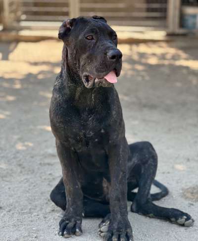 SāTO DE KING ZULU