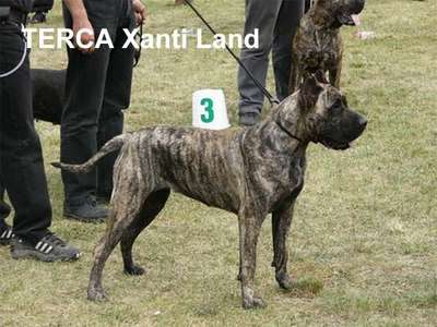 TERCA XANTI LAND