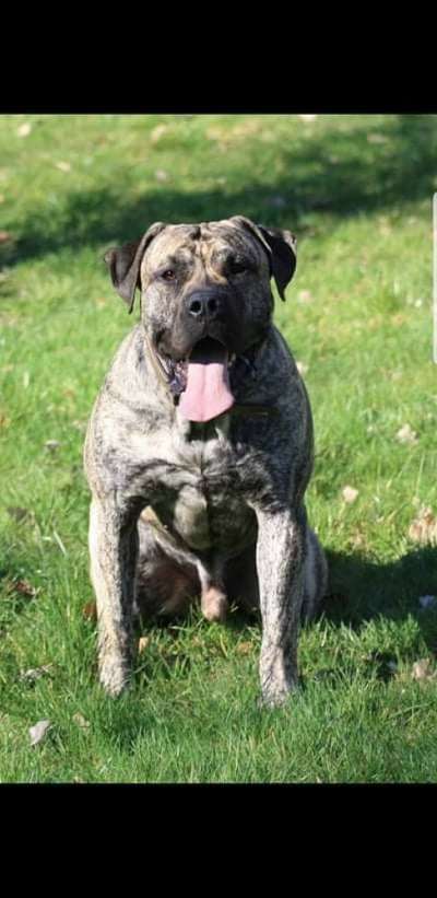 CORTEZ FUERTE CANARIO