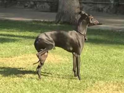 Ackra's Hadriano