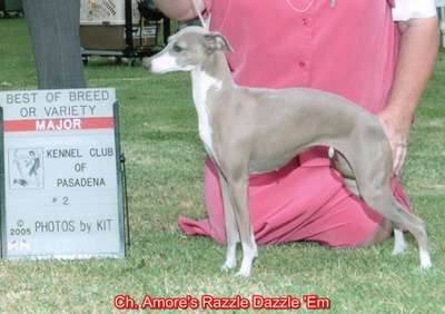 Amore's Razzle Dazzle'Em