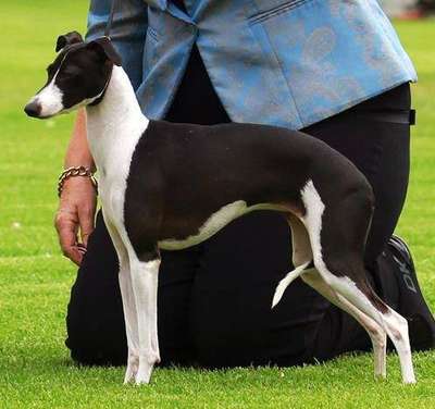 Piccino Zulu