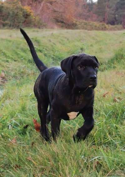 RAVEN DE LA HUELLA DEL PRESA CANARIO