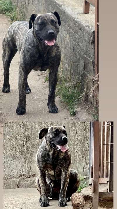 PERROS CANARIOS OROS ISET NIKE