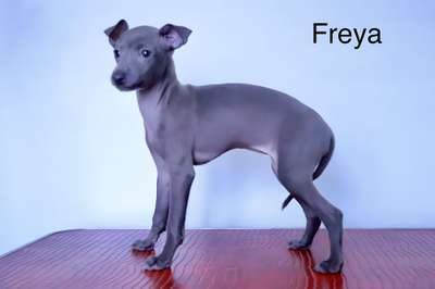 Freya D’Artusi  (Gonzalez)