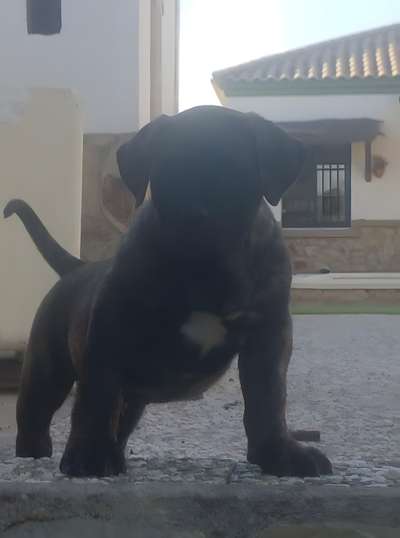 NILO DE GOJICAN ROSALES