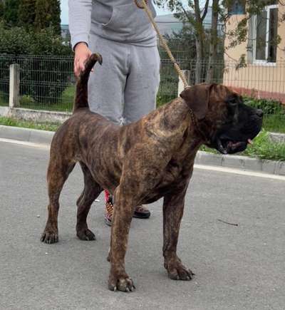 TROYA DE MILKYWAY
