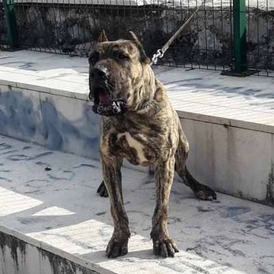 BRUT ARDOR BULL