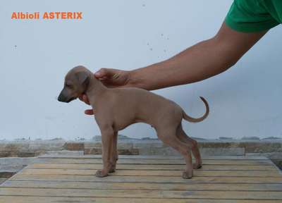 Albioli Asterix